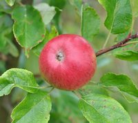 Browns cideræble